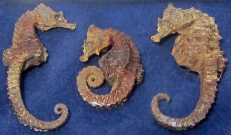 CABALLITO DE MAR (1)